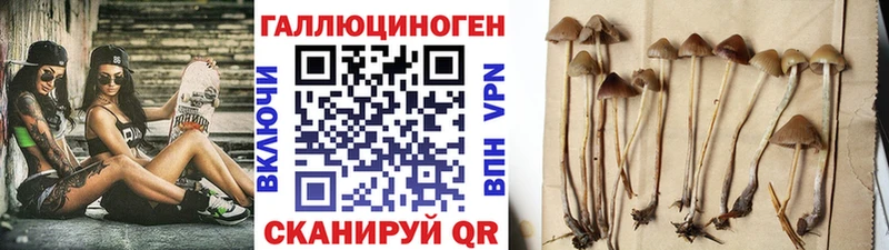 купить наркотики цена  Пласт  Галлюциногенные грибы Psilocybe 